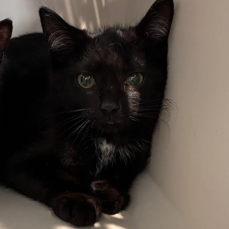 A baby small-sized male Black Domestic Short Hair cat named Louie for adoption in Allentown, PA