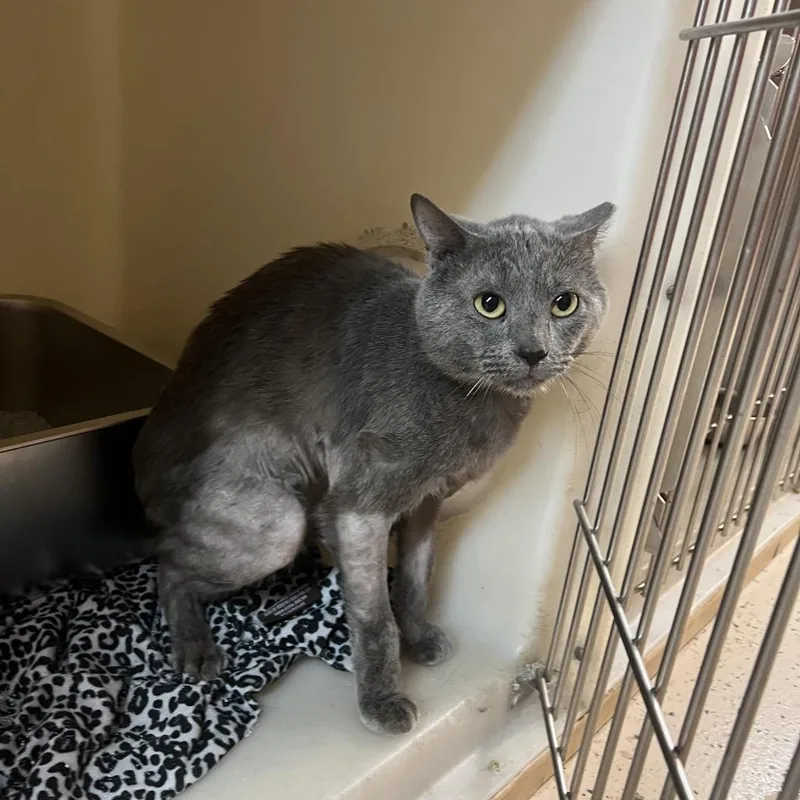 An adult small-sized male Gray / Blue / Silver Domestic Short Hair cat named Jinx for adoption in Madison, WI