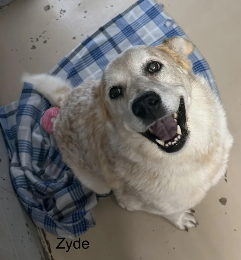 An adult large-sized male Yellow / Tan / Blond / Fawn Australian Cattle Dog / Blue Heeler dog named Zyde for adoption in Logan, OH