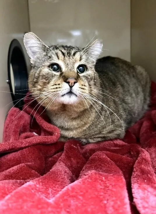 An adult medium-sized male Domestic Short Hair cat named Buddy Brown for adoption in Arlington, WA