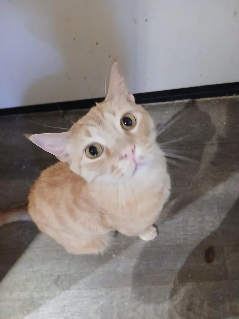 A young medium-sized male Orange / Red Domestic Short Hair cat named Cheetoh for adoption in Glendale, AZ