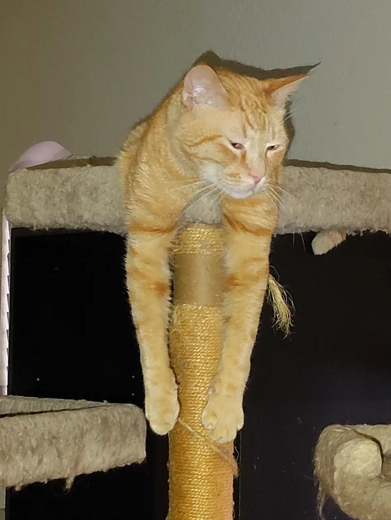 Cheetoh thumbnail 2
