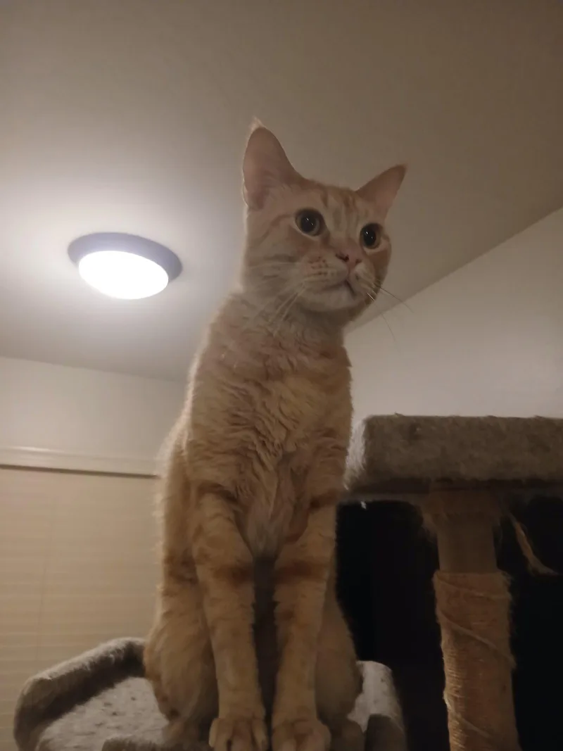 Cheetoh thumbnail 3