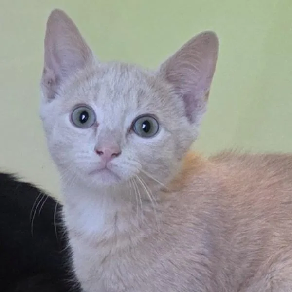 A baby small-sized male Domestic Short Hair cat named Caramel for adoption in Des Moines, IA