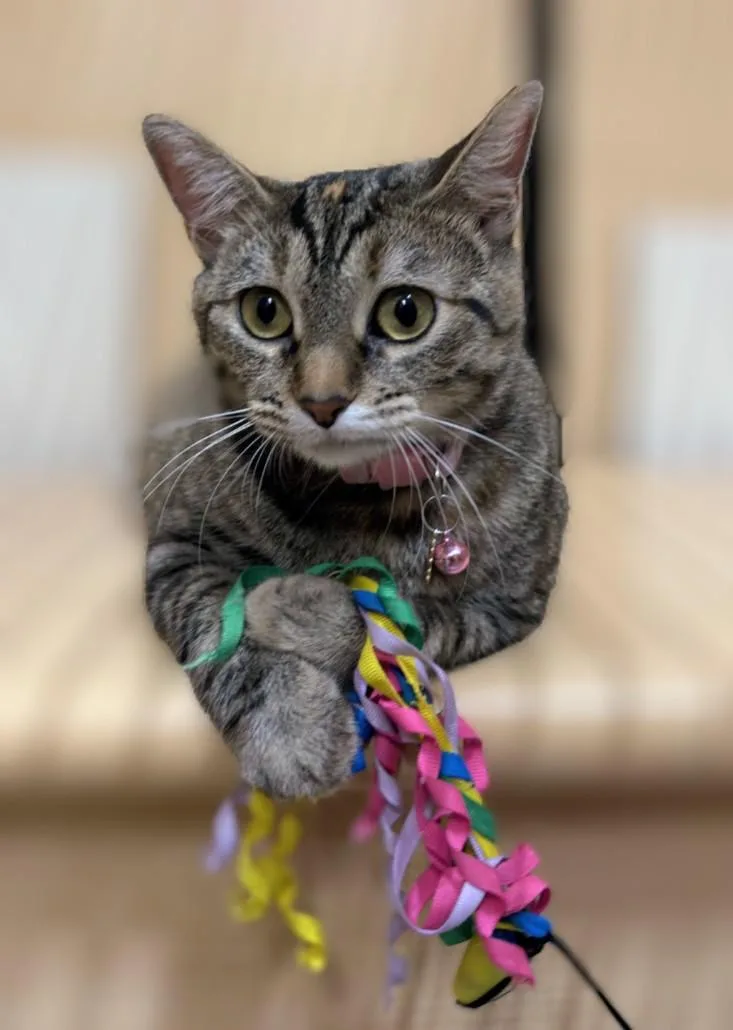 An adult medium-sized female Tabby (Brown / Chocolate) Domestic Short Hair cat named Hira for adoption in Pearland, TX
