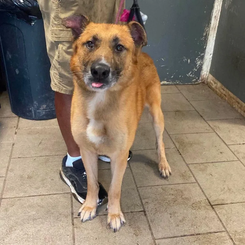 An adult large-sized male Yellow / Tan / Blond / Fawn Mixed Breed dog named Gunther for adoption in Huntington, WV