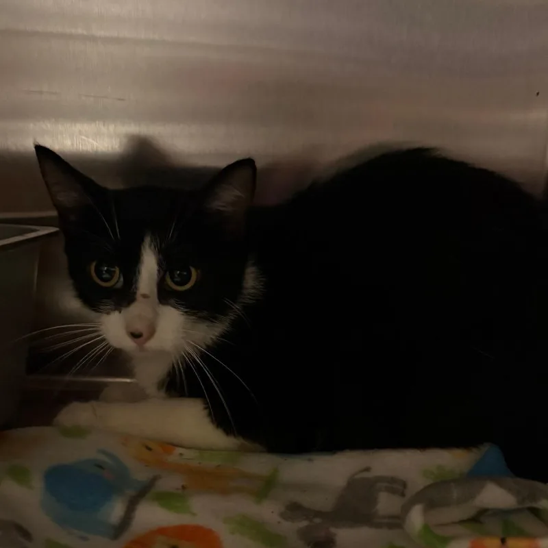 A young small-sized female Black Domestic Short Hair cat named Roswell for adoption in West Des Moines, IA