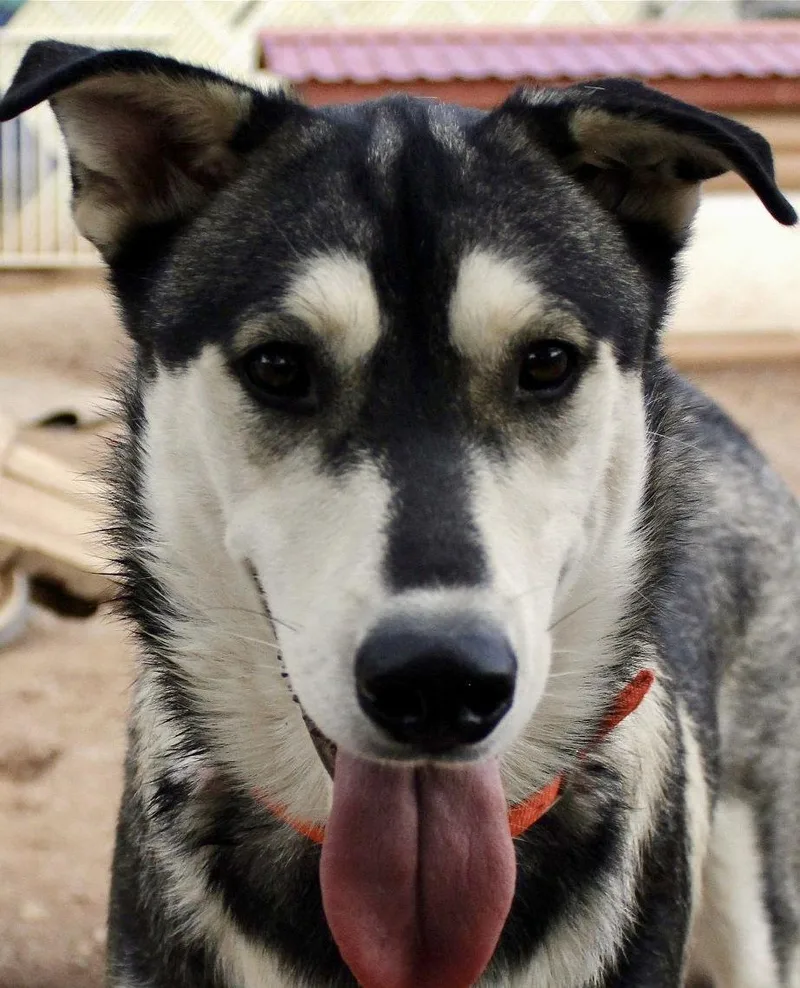 An adult large-sized male Siberian Husky dog named Bacardi for adoption in Cedar Crest, NM