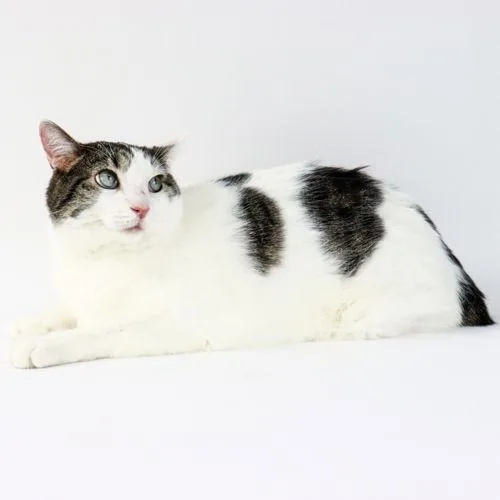 A young medium-sized male Domestic Short Hair cat named Achillies for adoption in Florence, AZ