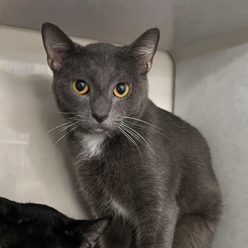 An adult medium-sized male Gray / Blue / Silver Domestic Short Hair cat named Daniel for adoption in Fairport, NY