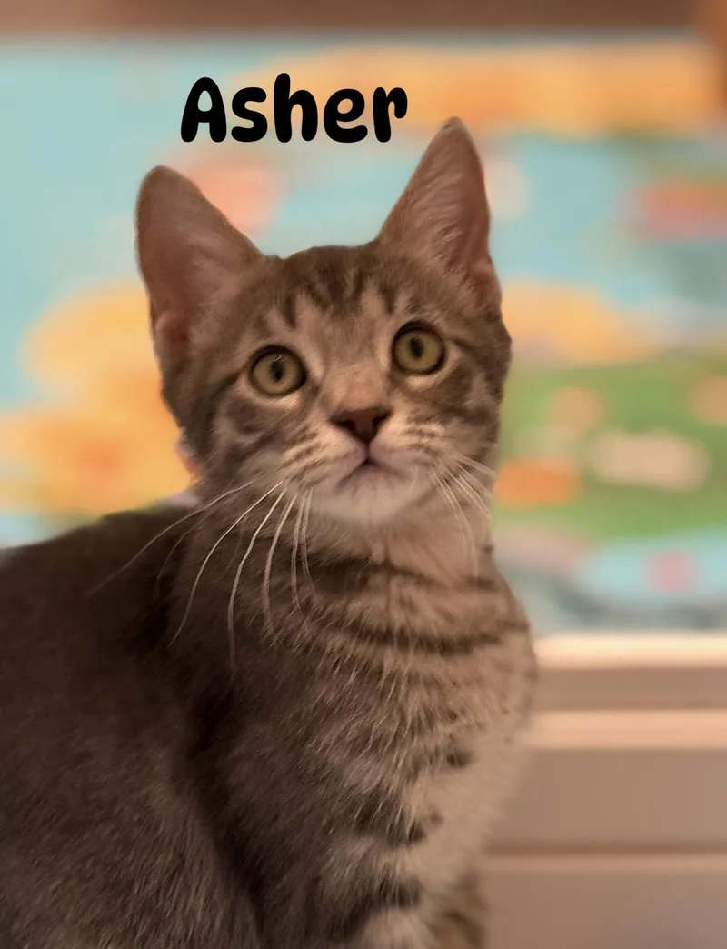 A baby medium-sized male Domestic Short Hair cat named Asher for adoption in Ponte vedra, FL