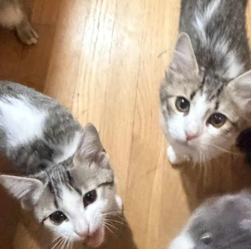 A baby small-sized male Tabby (Brown / Chocolate) Domestic Short Hair cat named Oliver & Jenny for adoption in Nashville, TN
