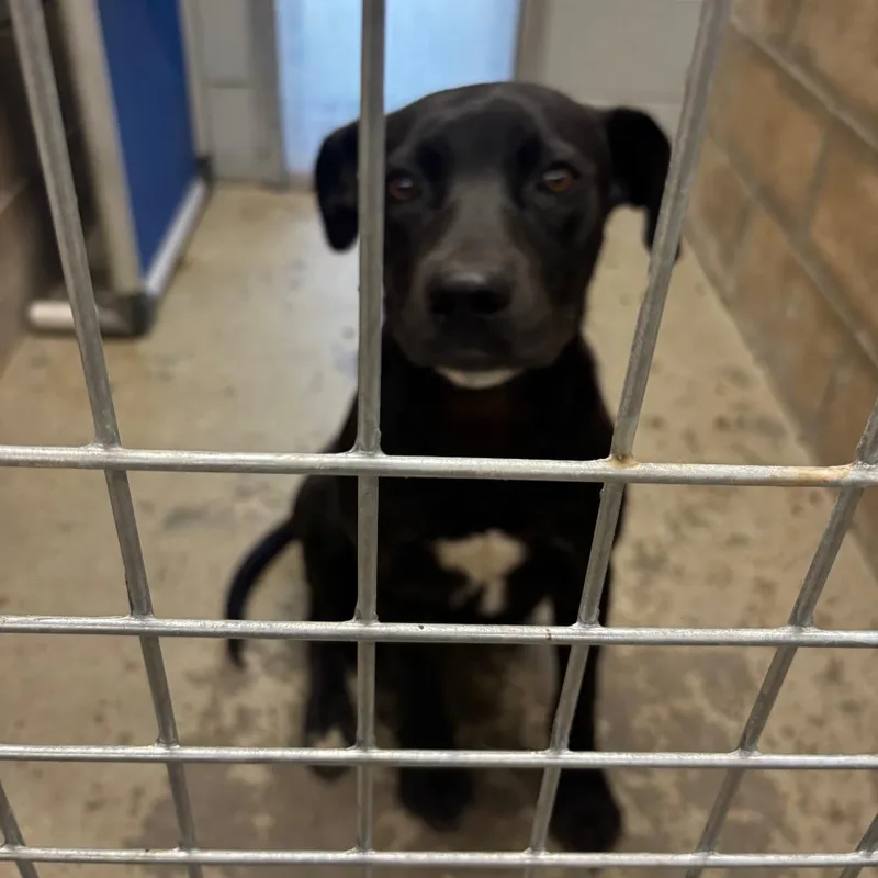 A young medium-sized male Black Labrador Retriever dog named Doug for adoption in Brookfield, MO