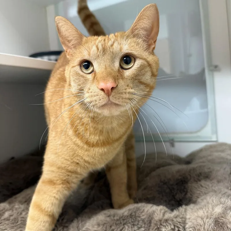 A baby small-sized male Orange / Red Domestic Short Hair cat named Ernest for adoption in Branford, CT