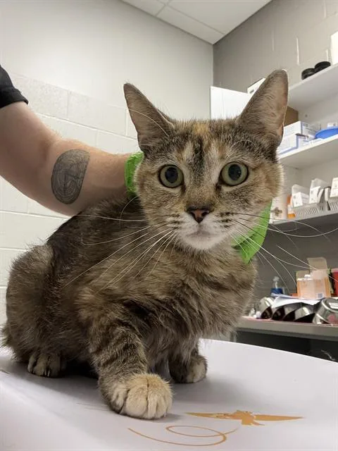 A young small-sized female Domestic Short Hair cat named Nova for adoption in Indianapolis, IN
