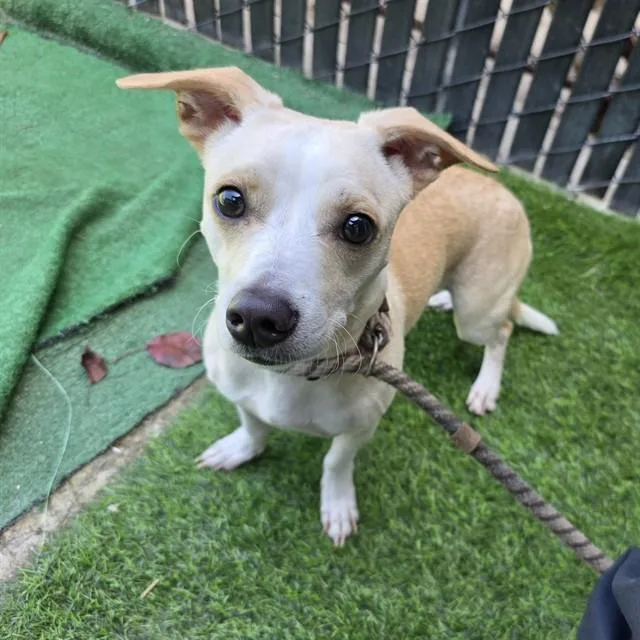 A young large-sized female Chihuahua dog named Tangerine for adoption in Long Beach, CA