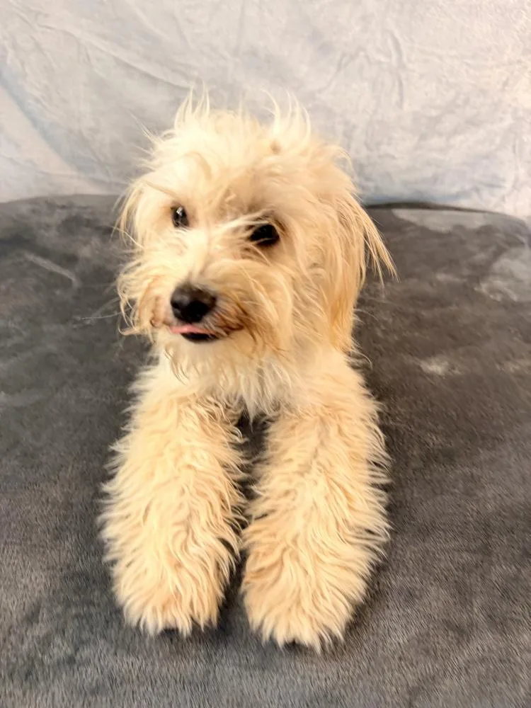 A baby small-sized male Maltese dog named Morel for adoption in Richmond, TX