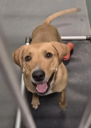 An adult medium-sized female Yellow / Tan / Blond / Fawn Yellow Labrador Retriever dog named Star for adoption in Butte, MT