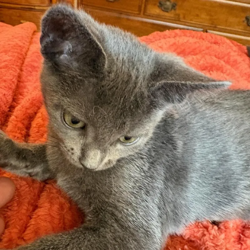 A baby small-sized female Gray / Blue / Silver Domestic Short Hair cat named Micheala for adoption in Houston, TX