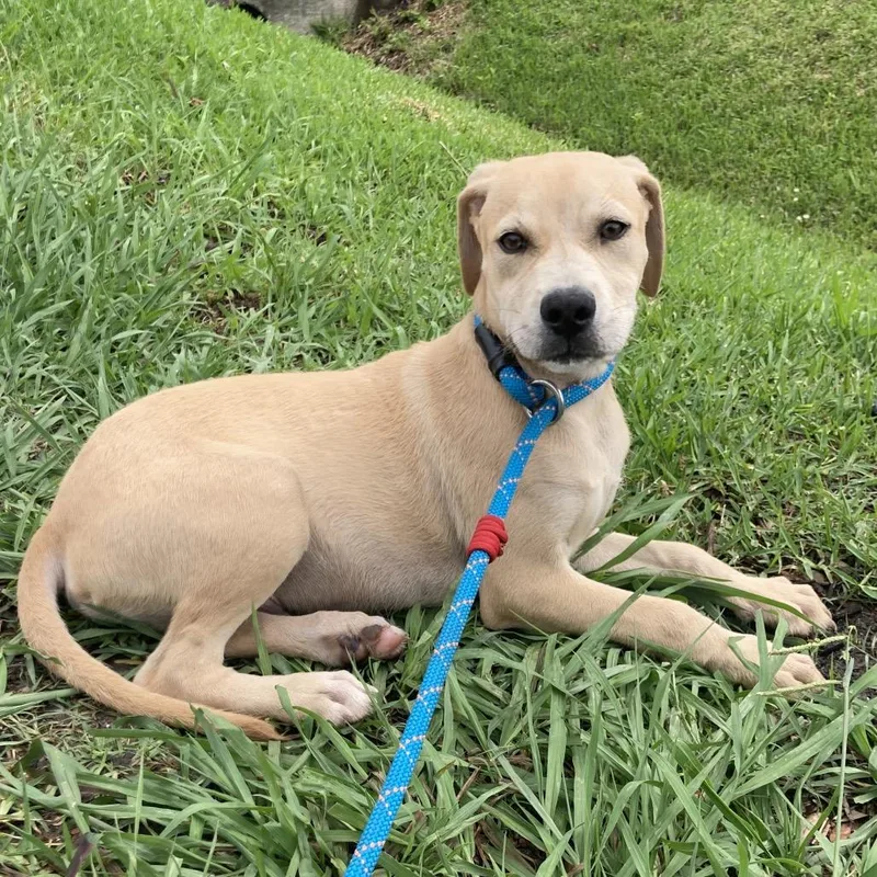 A baby medium-sized male Yellow / Tan / Blond / Fawn Yellow Labrador Retriever dog named Otto for adoption in Beaumont, TX