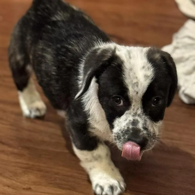 Pepper Jelly thumbnail 2