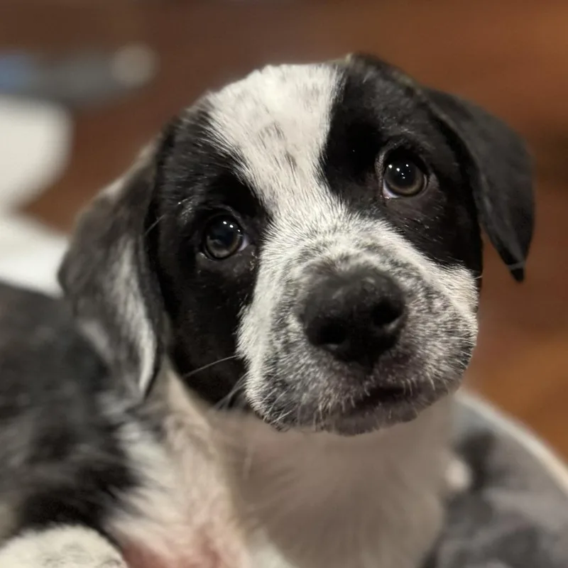 Pepper Jelly thumbnail 3