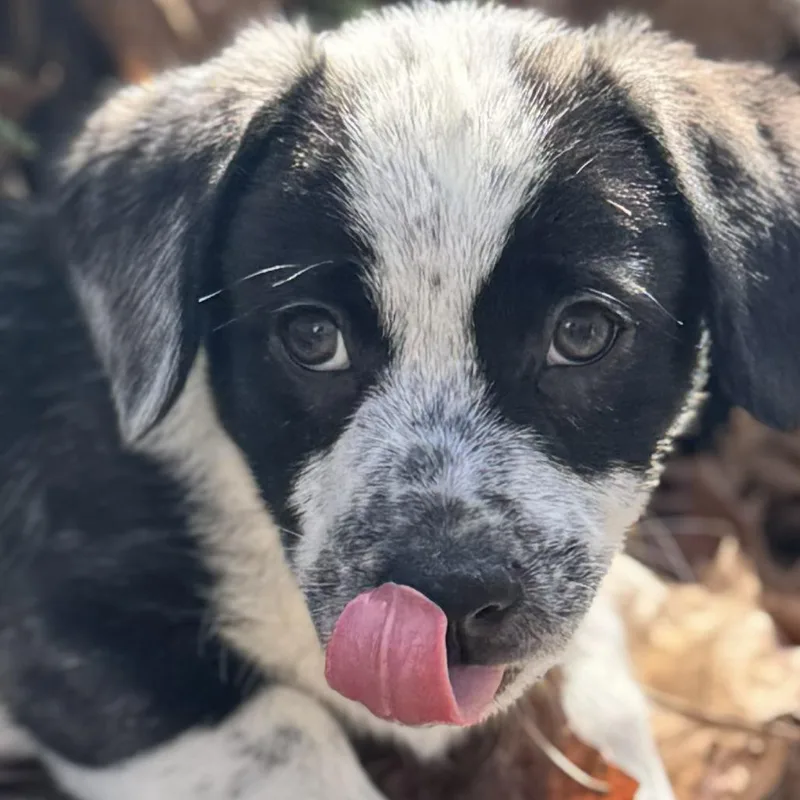 Pepper Jelly thumbnail 4