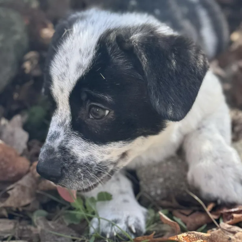 Pepper Jelly thumbnail 5