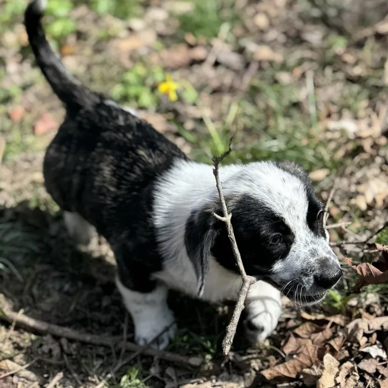 Pepper Jelly thumbnail 6