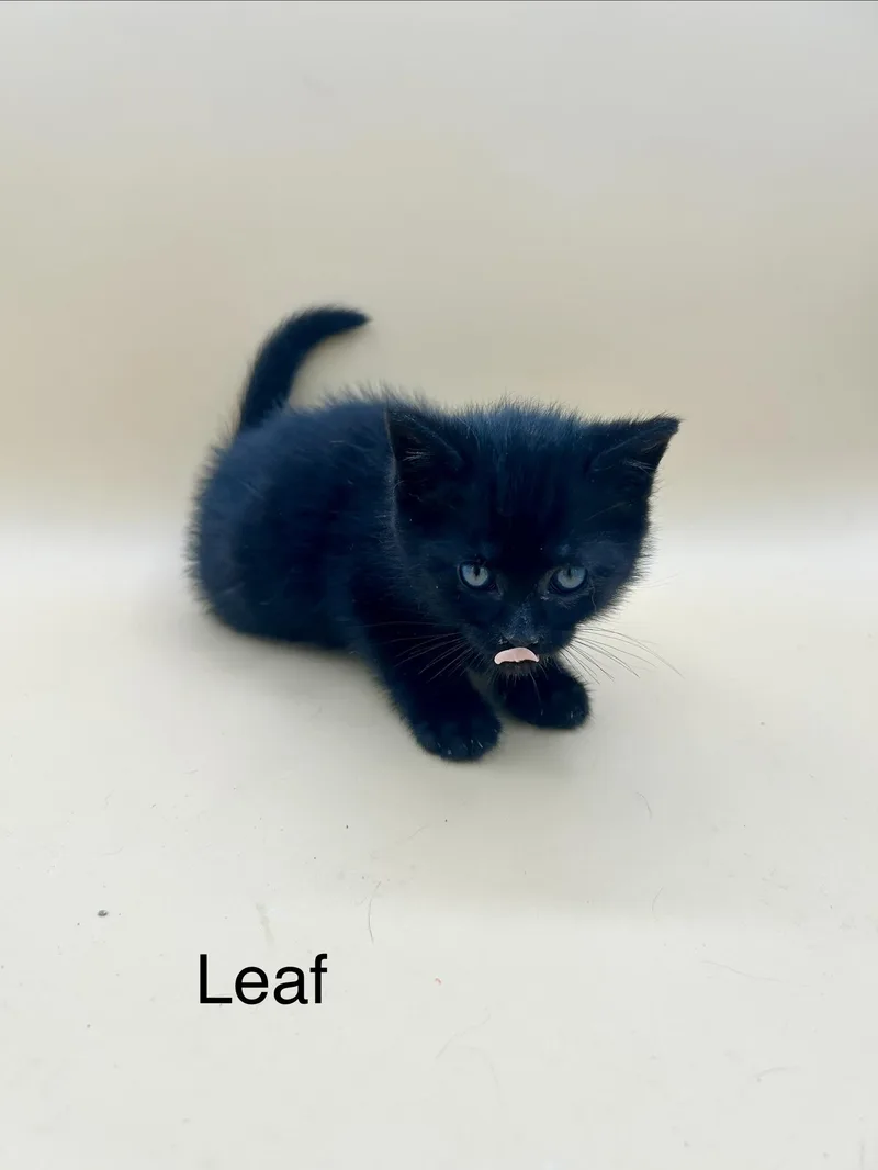 Leaf
