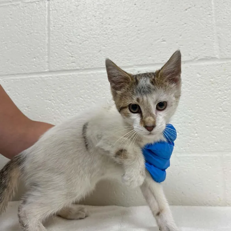 A baby small-sized male White Domestic Short Hair cat named SVASStray for adoption in Lyndhurst, VA