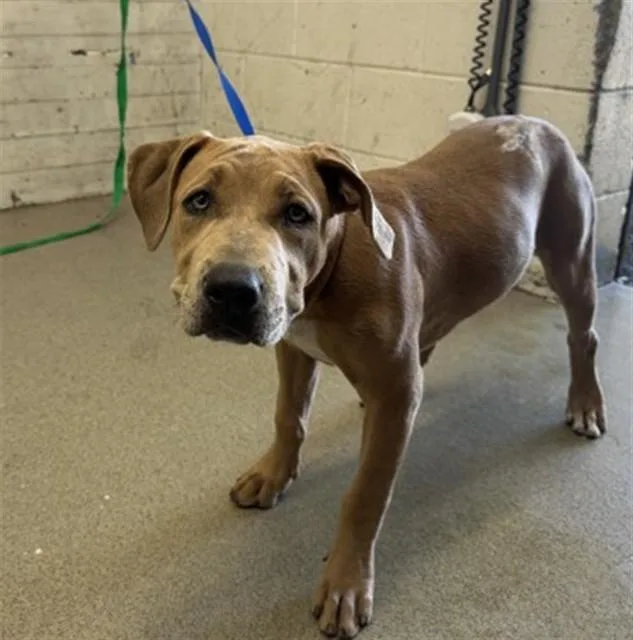 A baby small-sized female Pit Bull Terrier dog named Onyx for adoption in San Bernardino, CA