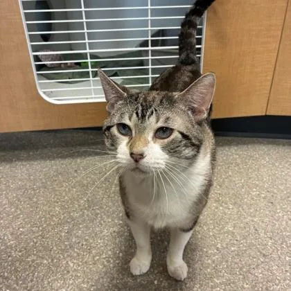 An adult small-sized male Domestic Short Hair cat named Daniel for adoption in Wheaton, IL