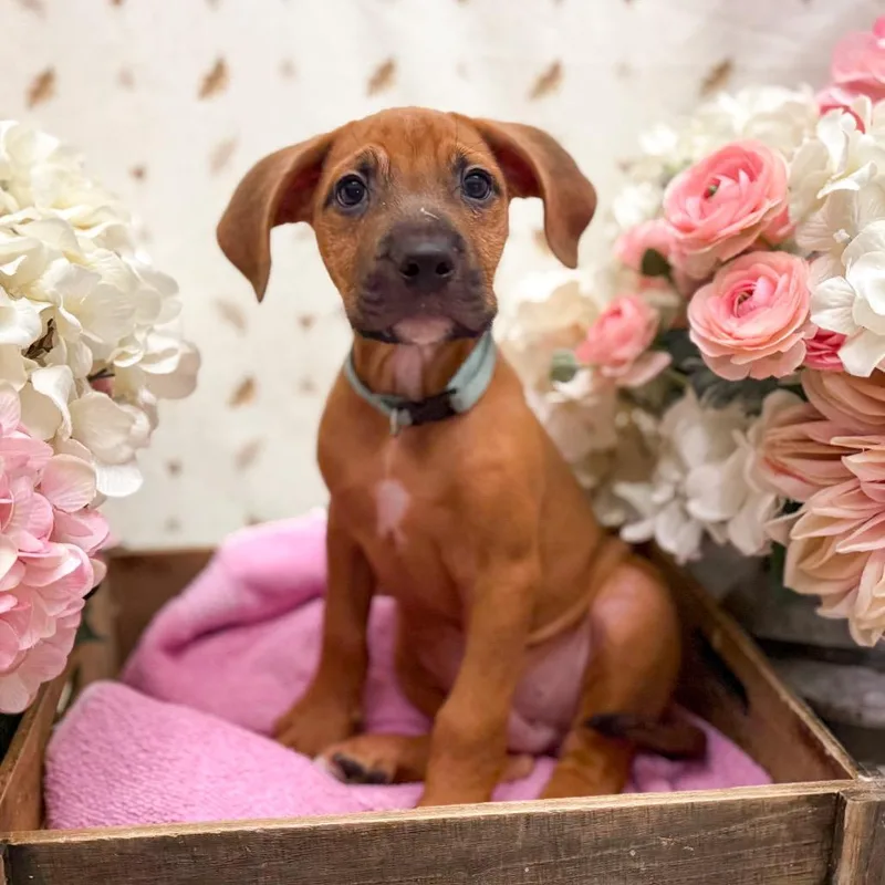 A baby medium-sized male Brown / Chocolate Hound dog named Jason for adoption in Newberg, OR