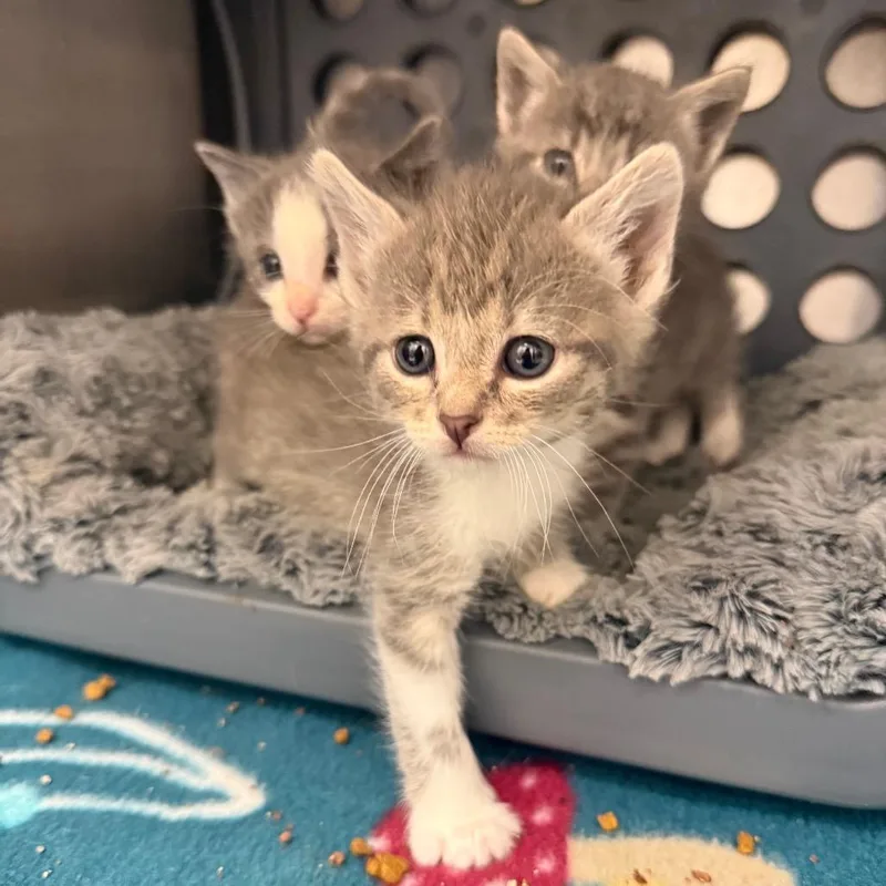 A baby small-sized female Gray / Blue / Silver Domestic Short Hair cat named Ethel for adoption in Spring Hill, KS