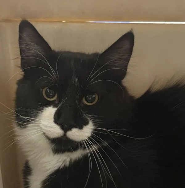 Tux