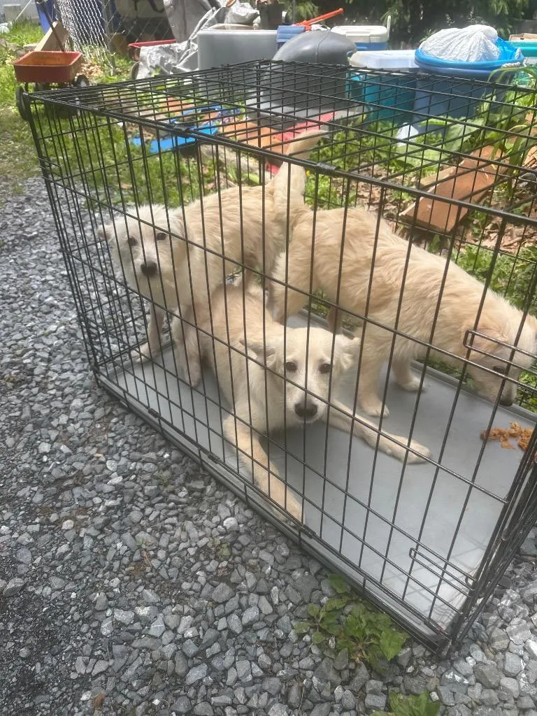 A baby medium-sized male Pomeranian dog named Mick for adoption in Pine Grove, PA