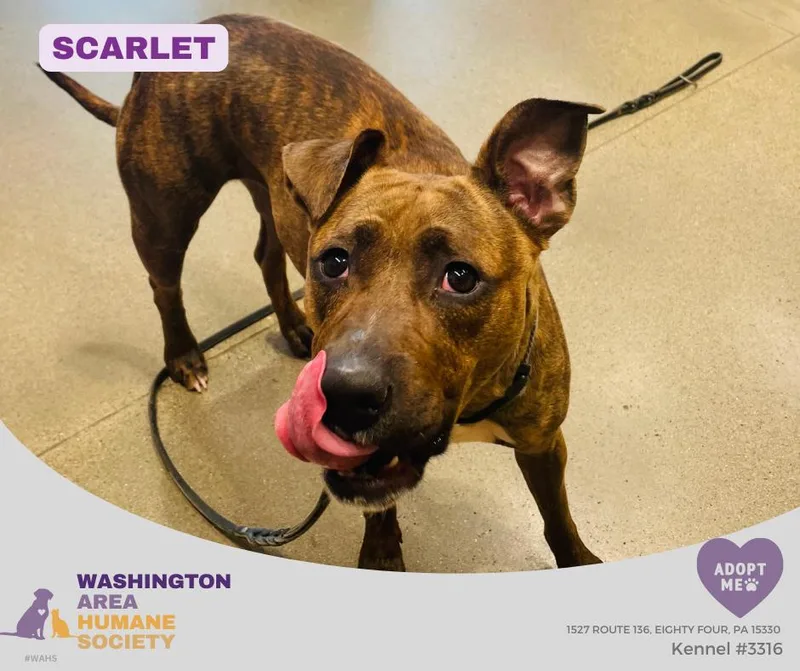 A young large-sized female Brown / Chocolate Pit Bull Terrier dog named Scarlett for adoption in Eighty Four, PA