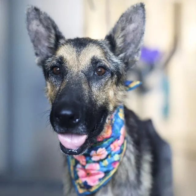 An adult medium-sized female German Shepherd Dog dog named Skye for adoption in San Antonio, TX