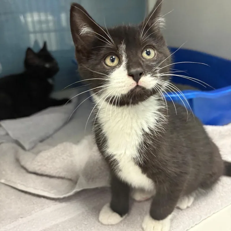 A baby small-sized male Black Domestic Medium Hair cat named Sloppy Joe for adoption in East Hanover, NJ