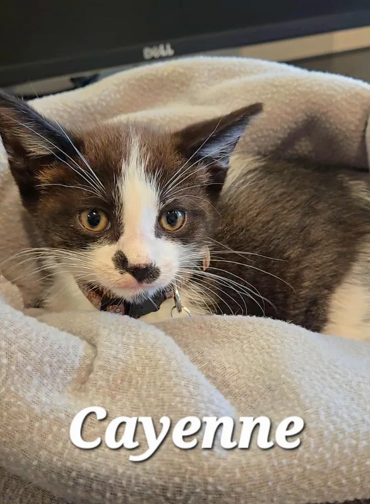 A baby small-sized male Domestic Short Hair cat named Cayenne for adoption in Sidney, OH