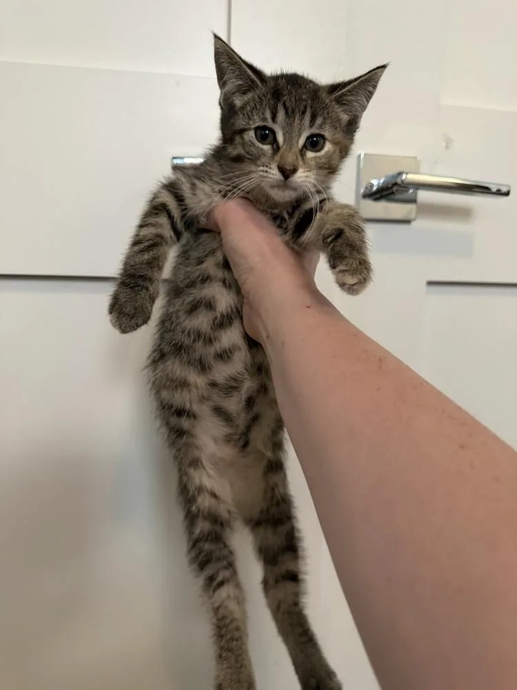A baby small-sized female Domestic Short Hair cat named Bell for adoption in Chicago, IL