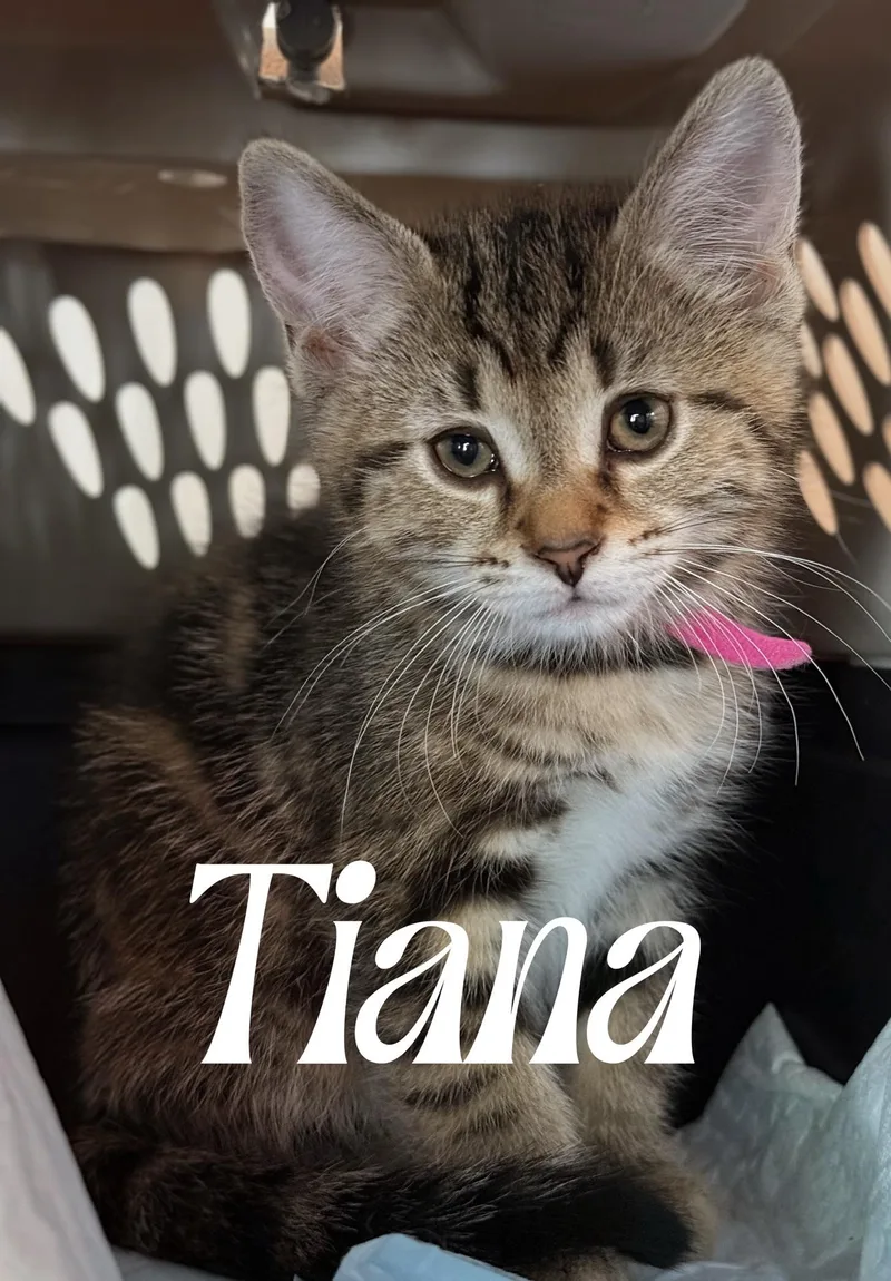 A baby medium-sized female Tabby (Brown / Chocolate) Domestic Short Hair cat named Tiana for adoption in Murfreesboro, TN