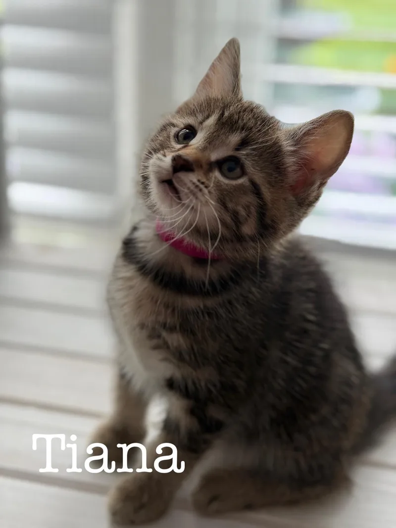 Tiana thumbnail 2