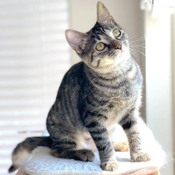 A young medium-sized female Tabby (Brown / Chocolate) Tabby cat named Dolly Purrton for adoption in Friendswood, TX
