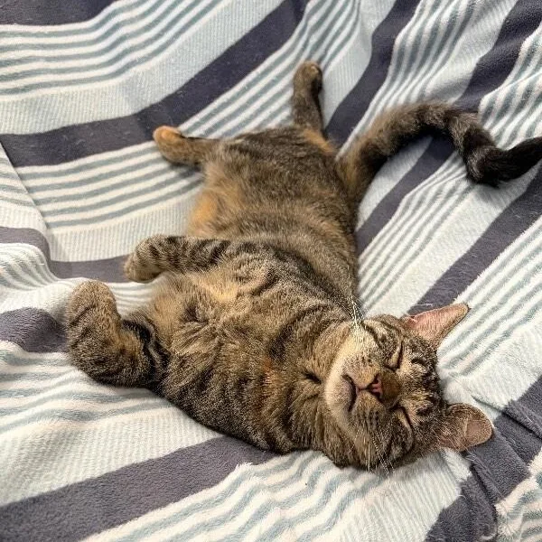 Dolly Purrton thumbnail 2