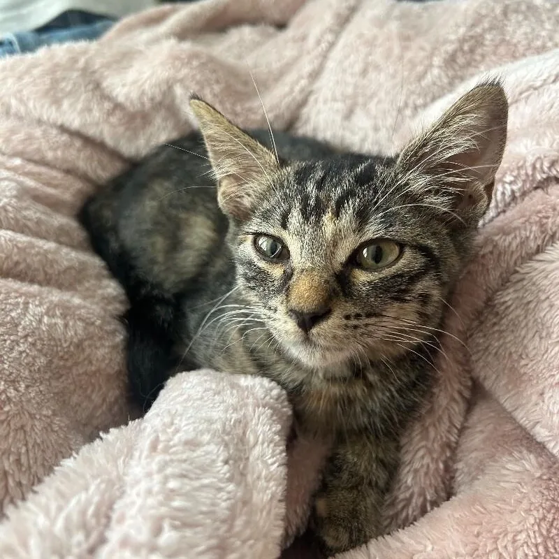 Dolly Purrton thumbnail 4