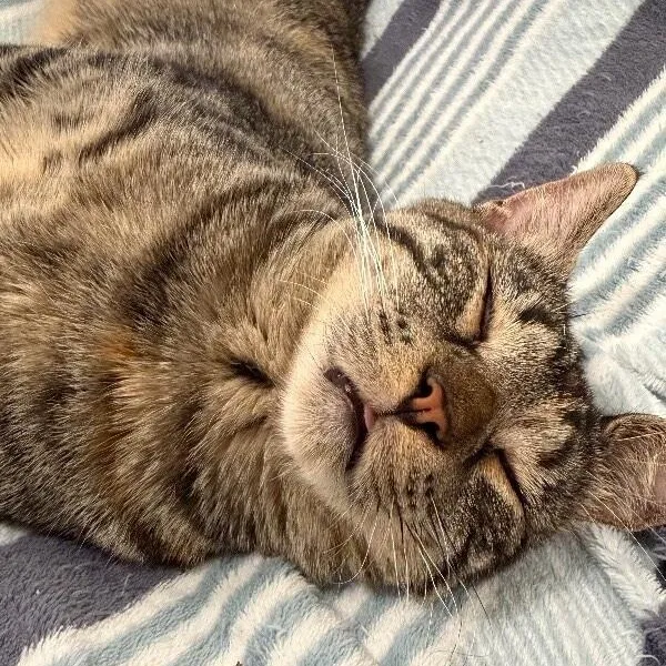 Dolly Purrton thumbnail 5