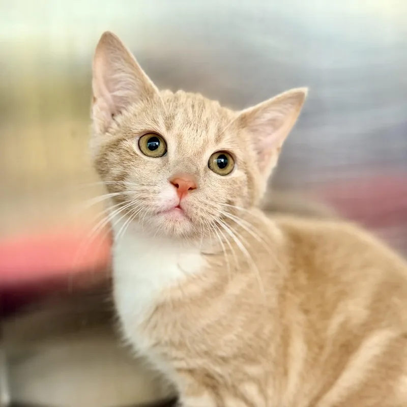 A baby medium-sized male Buff / Tan / Fawn Domestic Short Hair cat named Goofy for adoption in Jackson, NJ