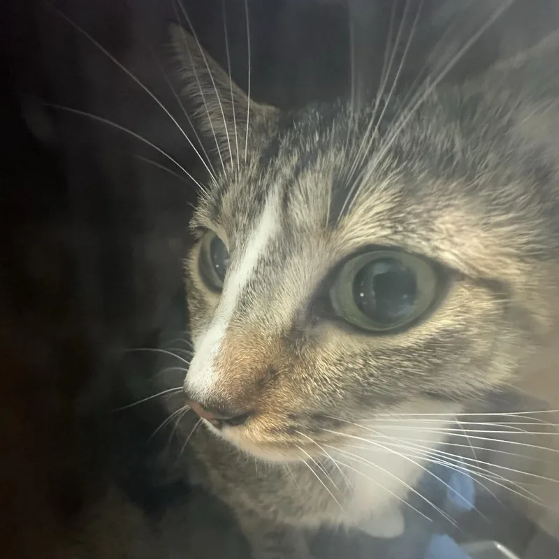 A senior medium-sized female Brown / Chocolate Domestic Short Hair cat named Cleo for adoption in Tacoma, WA